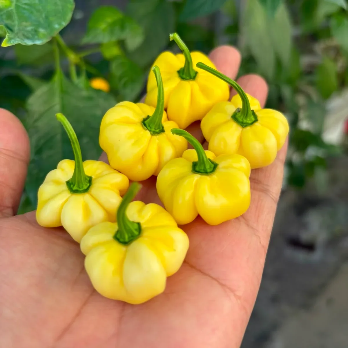 7 Pot White