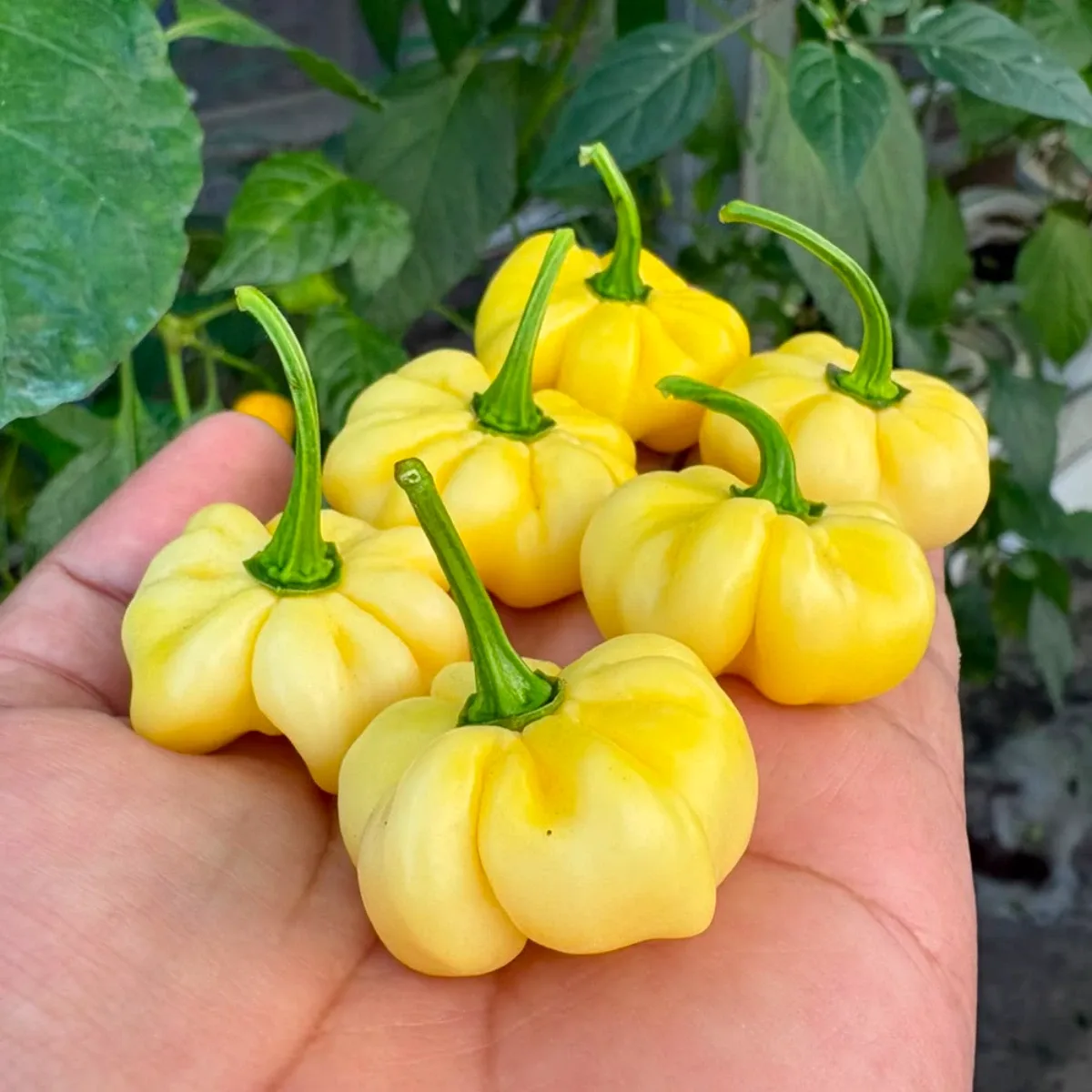 7 Pot White 3