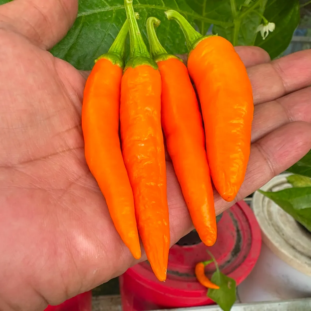 Bulgarian Carrot