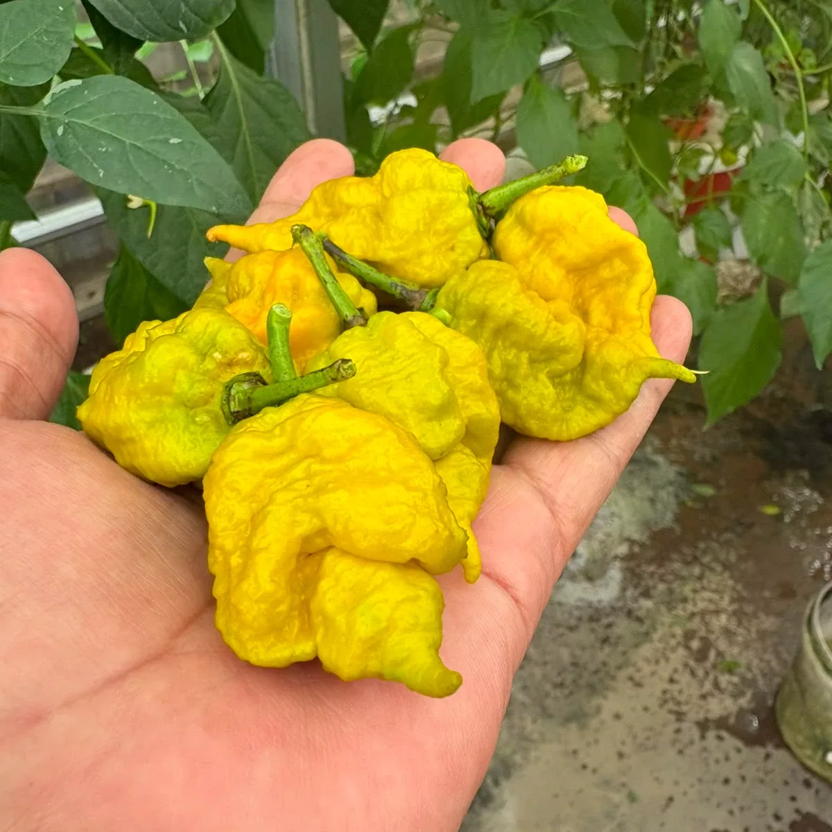 Carolina Reaper Senape