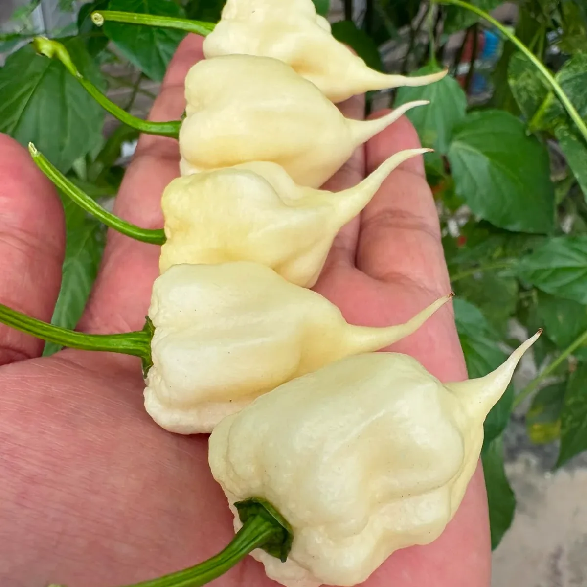 Carolina Reaper White 2