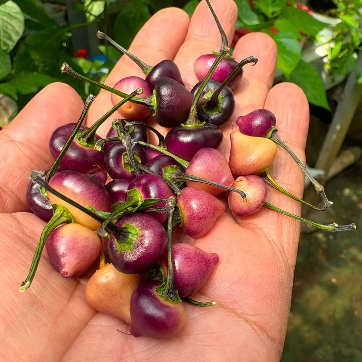 Chupetinho Black Peach