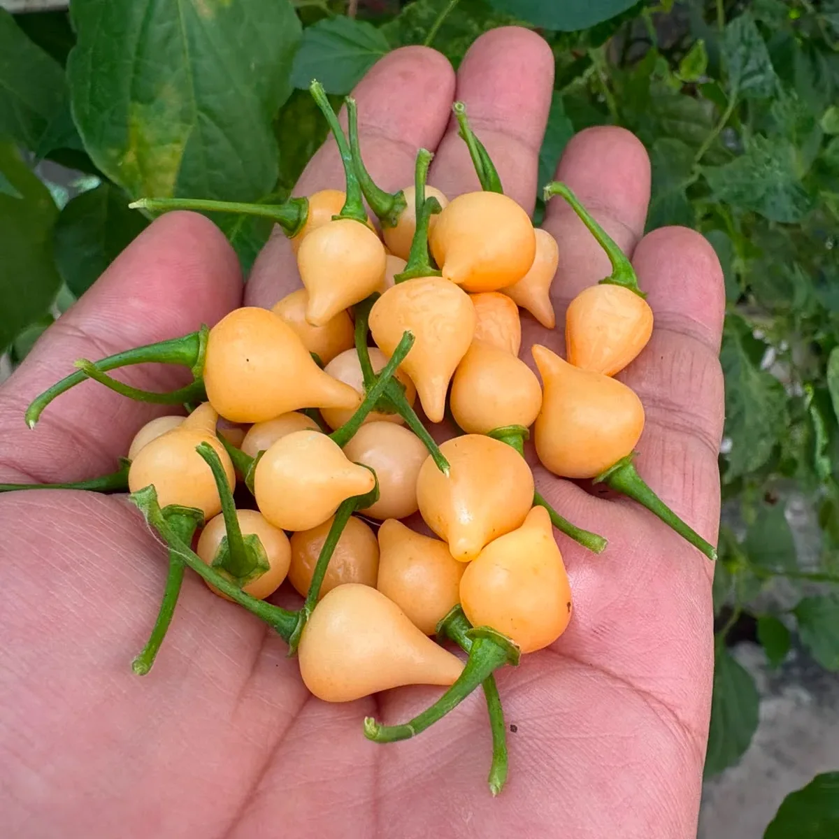 Cupetinho Peach
