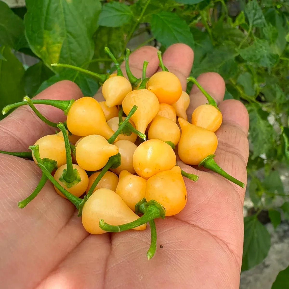 Cupetinho Peach 2