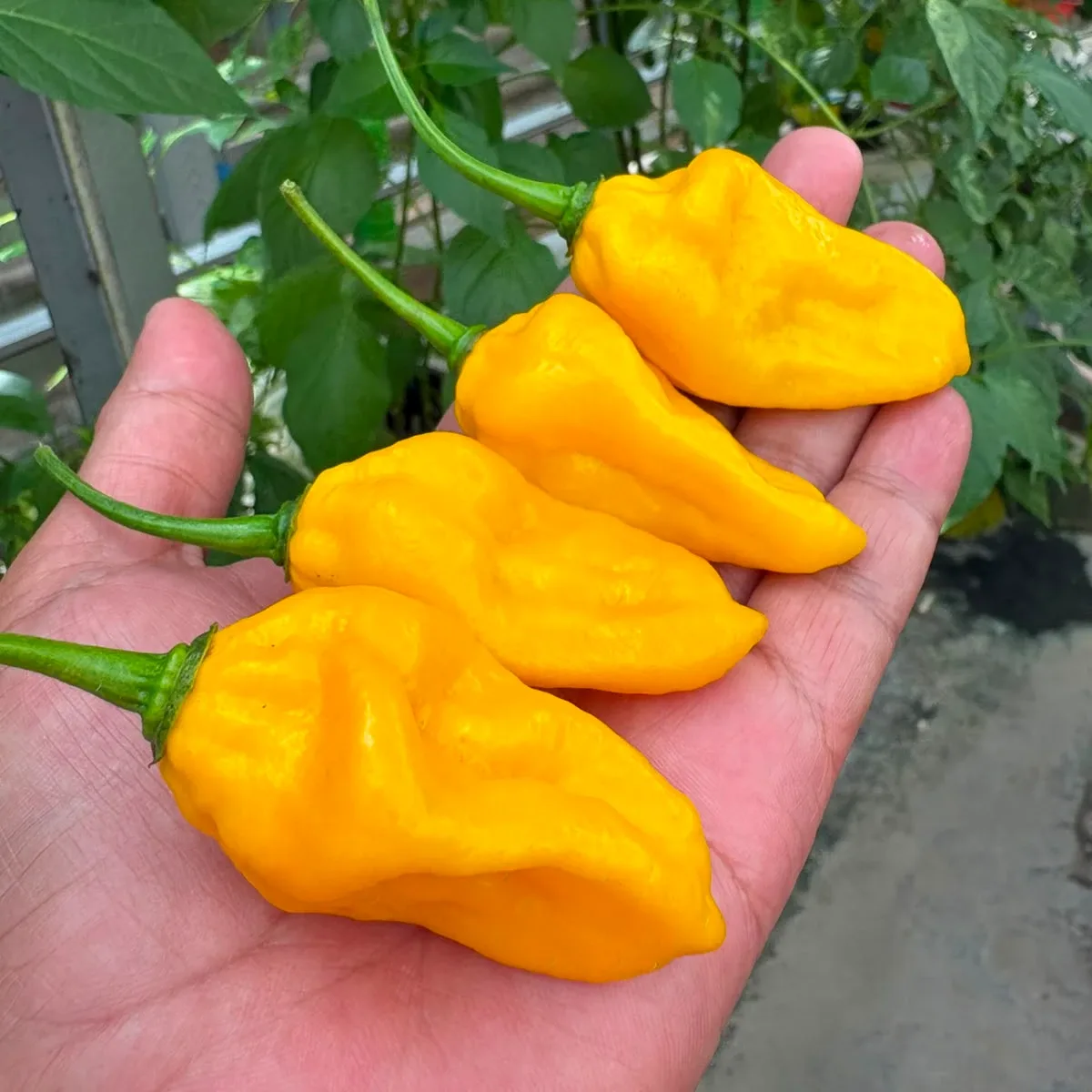 Fatali Yellow 2