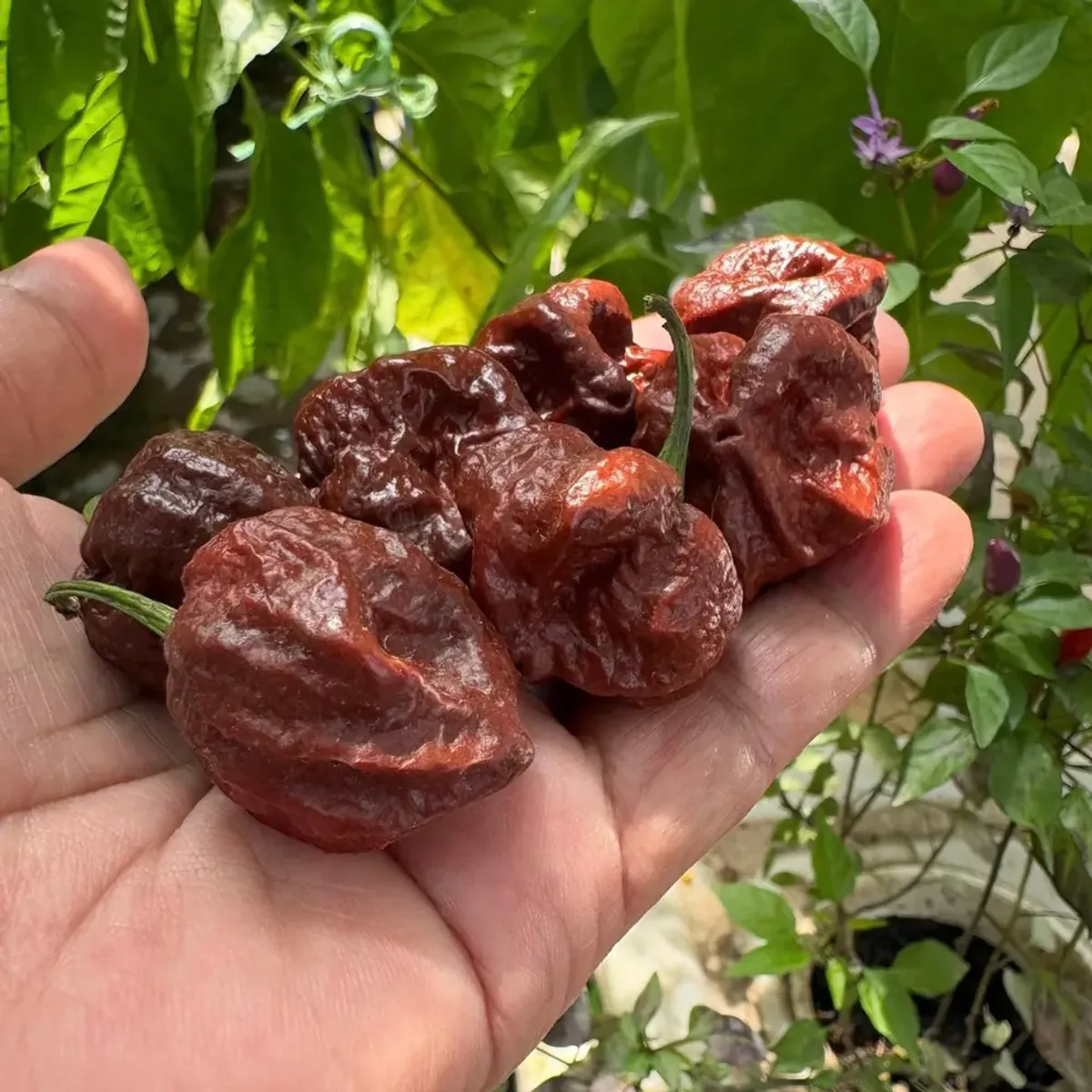 Jalapeno