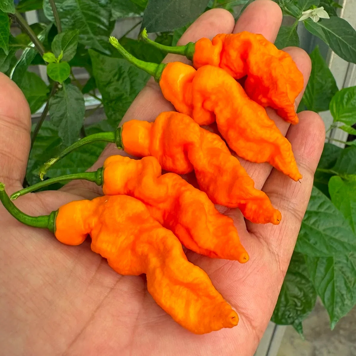Jays Ghost Orange