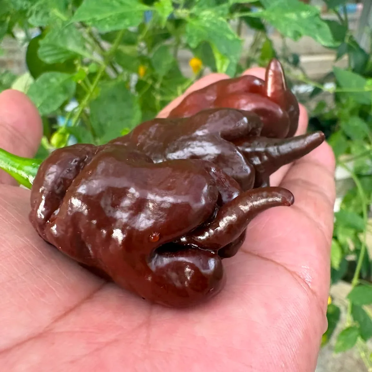 Rhimmerhus Funstrain Choco 2