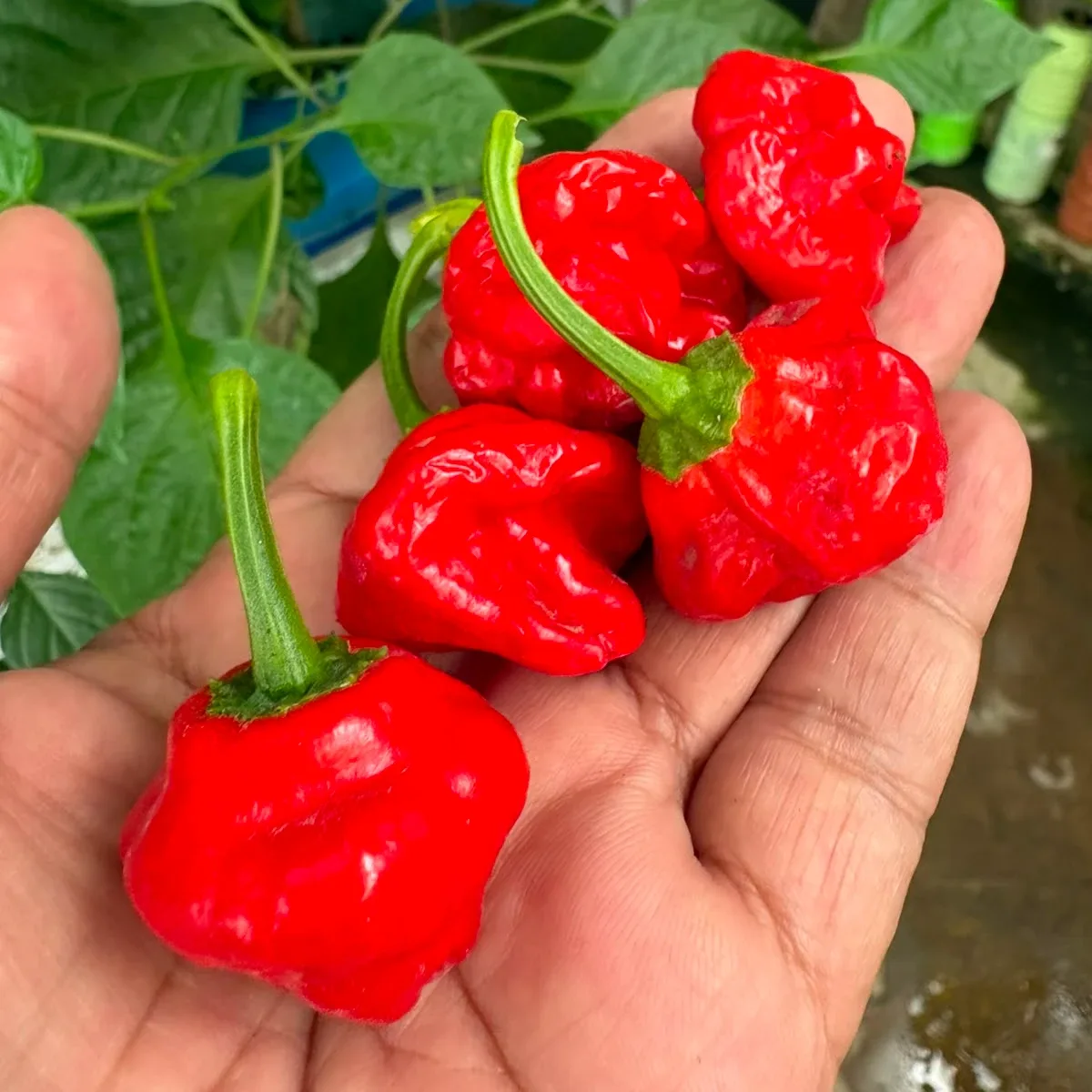 Scotch Bonnet Red