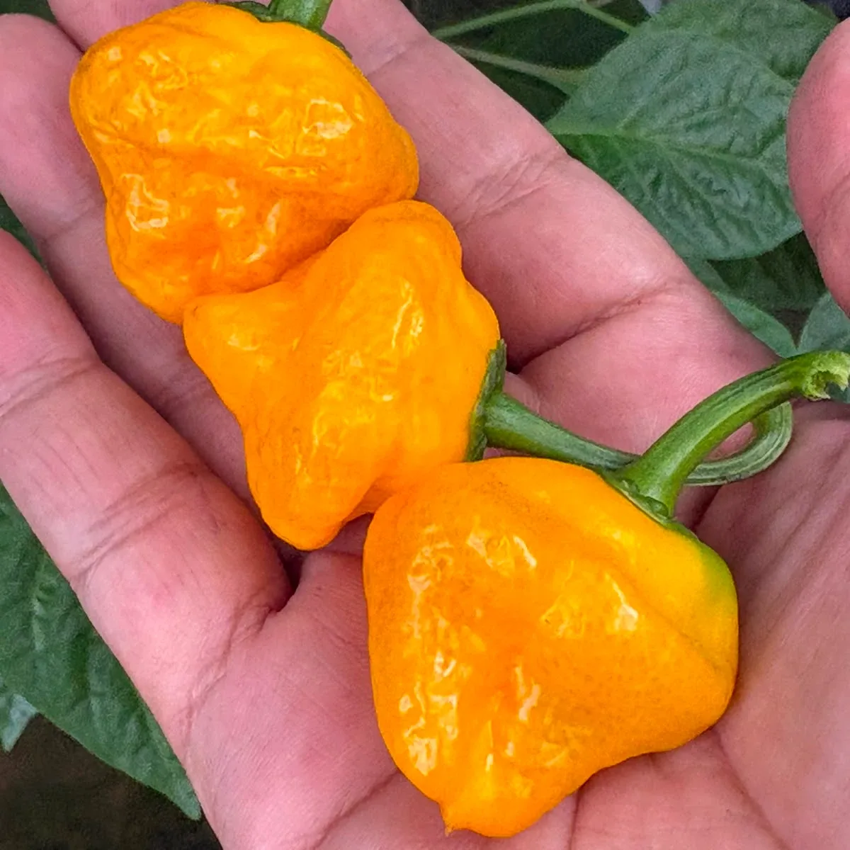 Scotch Bonnet Yellow