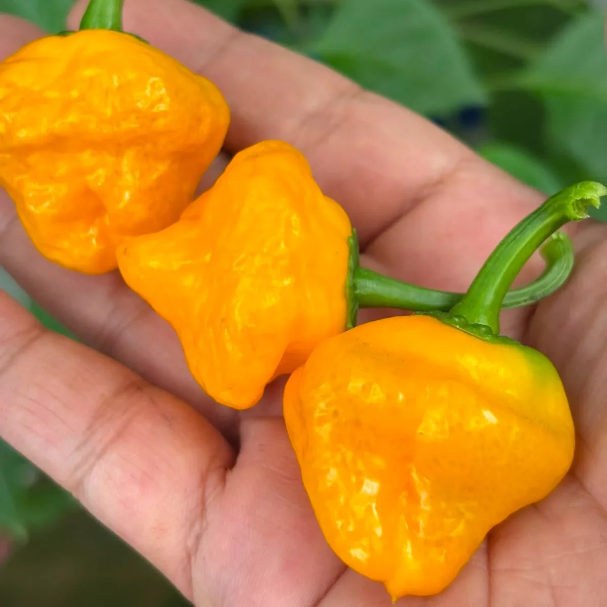 Scotch Bonnet Yellow 2